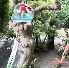 江戸風鈴 「小丸 金魚」　篠原風鈴本舗