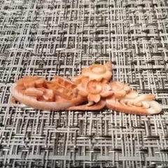 珊瑚 ルース 11.3g
