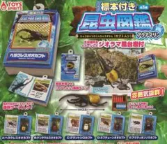 超特大アクティオンゾウカブト標本 124mm 史上一番安い 超特大アクティオンゾウカブト標本 124mm