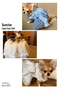 Item thumbnail for item 8905d713-166d-4ddd-a7cf-8c0933d43526