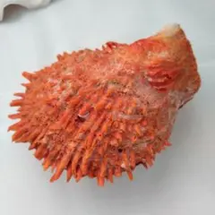 貝殻標本　ウミギクガイ
