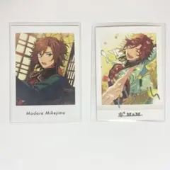 三毛縞斑 箔押し ぱしゃこれ