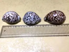 【極美品】メンコイダカラ　貝　標本　タカラガイ 楽天市場】[ メール便可 ] 日本と世界のタカラガイ 誠文堂新光社