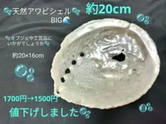 貝がら　アワビシェル　BIGサイズ