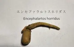 10Encephalartos horridusエンセファラルトスホリダス種子 1Encephalartos horridusエンセファラルトスホリダス種子1粒