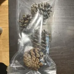 松ぼっくり 4個入り