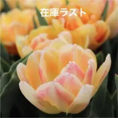 球根 チューリップ 6球 フォックストロット