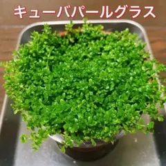 水草 キューバパールグラス 送料無料