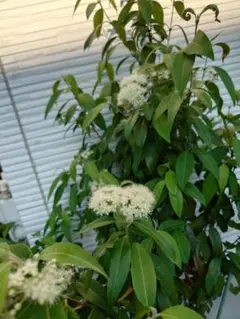 Item thumbnail for item b9bd22f1-f087-47d2-afc2-b3f1a8704629