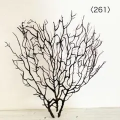 ウミウチワ〈261〉
