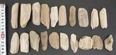 5cm～10cmの小さな流木20個