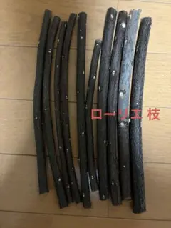 ローリエ 月桂樹 小枝