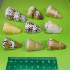 貝殻No728