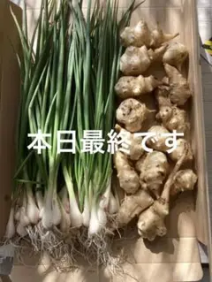 農薬不使用、ワケギu0026菊芋、ネコポスBOX