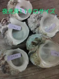 夜光貝 1.1キロサイズ 5個セット