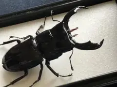 ・昆虫 手作り標本
