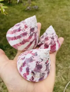 高瀬貝　タカセガイ　3個セット