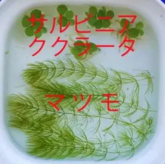 マツモ5本&サルビニア ククラータ5株(無農薬)・・・補償付き