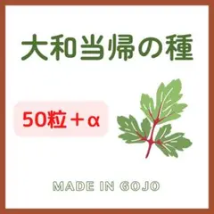 大和当帰 種 50粒+α 奈良県五條産