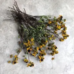 ドライフラワー ルドベキア 花材
