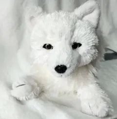 【顔厳選】膝オオカミ　那須どうぶつ王国限定　ホッキョクオオカミ　Sサイズ