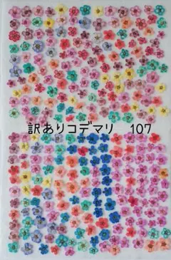 訳ありコデマリ押し花　107