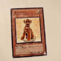 遊戯王カード　迷犬マロン　305-009