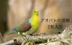 アオバトの羽根