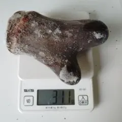 鹿茸　袋角 302g 2025年最新】鹿茸 袋角の人気アイテム - メルカリ