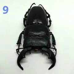 2025年最新】クワガタ デアゴスティーニの人気アイテム - メルカリ