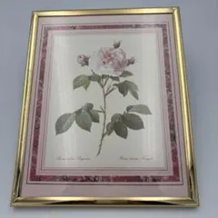バラ図譜　金のフレーム　 Rosa alba Regalis バラの絵画額装