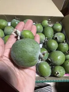 無農薬 フェイジョア 約1キロ 34個