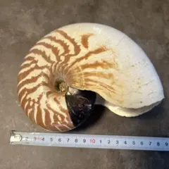 Item thumbnail for item a410284d-d626-471c-9fd6-3eff5269a7fe