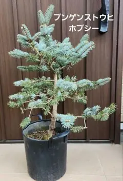 極上 125cm プンゲンストウヒホプシーガーデニングシンボルツリー