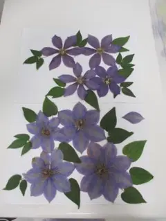 クレマチス（紫色）の押し花、おまけつき