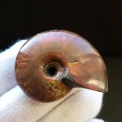 美品 アンモナイト 化石 本物 マダガスカル産 39.54mm an331