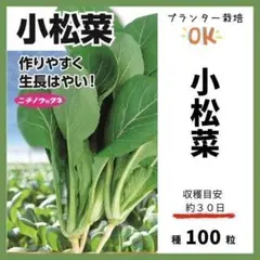【野菜の種】プランター栽培OK!「小松菜」収穫約30日~ 種100粒