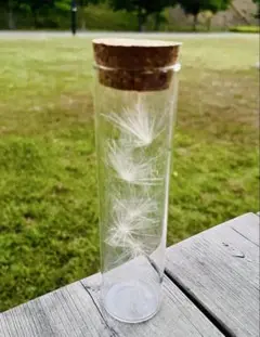 幸せを呼ぶ　ケセランパサラン