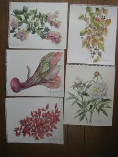原画　季節の草花（その５）水彩画５点