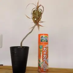 ドラセナ　キュンティコンシンネカール ドラセナ キュンティー「Dracaena concinne tricolor Kuhnty」2