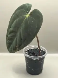 2025年最新】anthurium papillilaminumの人気アイテム - メルカリ