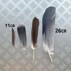 New値下げ品‼　トンビ　鳶　キジバト　山鳩　羽　羽根