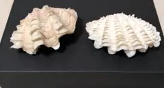 貝殻 ヒレシャコガイ　両面　2個セット