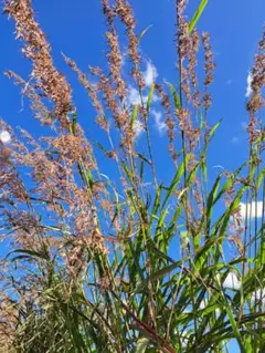 レモングラス 種/レモングラス苗 沖縄県産無農薬