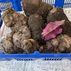 和歌山県産紫つくね芋20kg 3ee0566e6d7d9333f44fe1cbe630a2