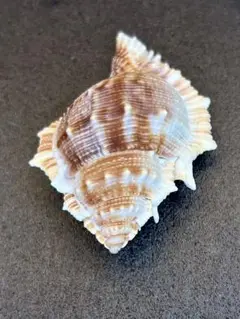 ウニミヤコボラ オキニシ科 6.8cm
