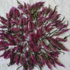 ケイトウのヘッド　花材 ハーバーリウム　ドライフラワー