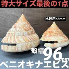 ★出品者イチオシ！★ ラスト1点！　96mm ベニオキナエビス 貝殻 標本 IMG_7369.jpg