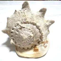 大きめの白茶色貝殻