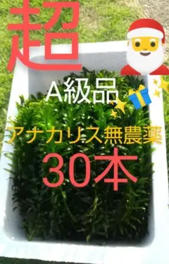 ワンセット限定品超A級品アナカリス無農薬30本自家栽培